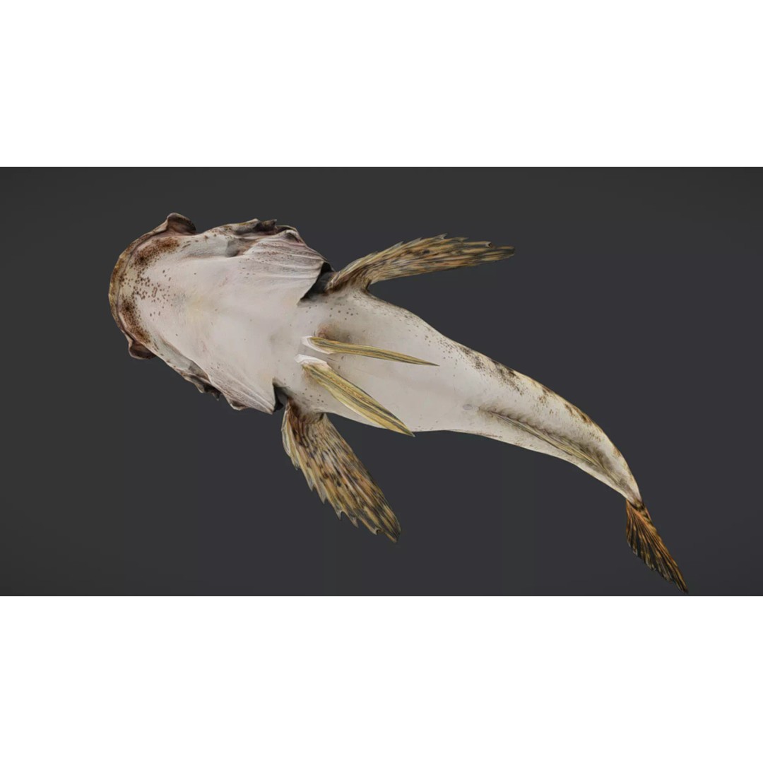 Realistic Freshwater Sculpin 3D Model – Low Poly Animated Fish, FBX - View 5
