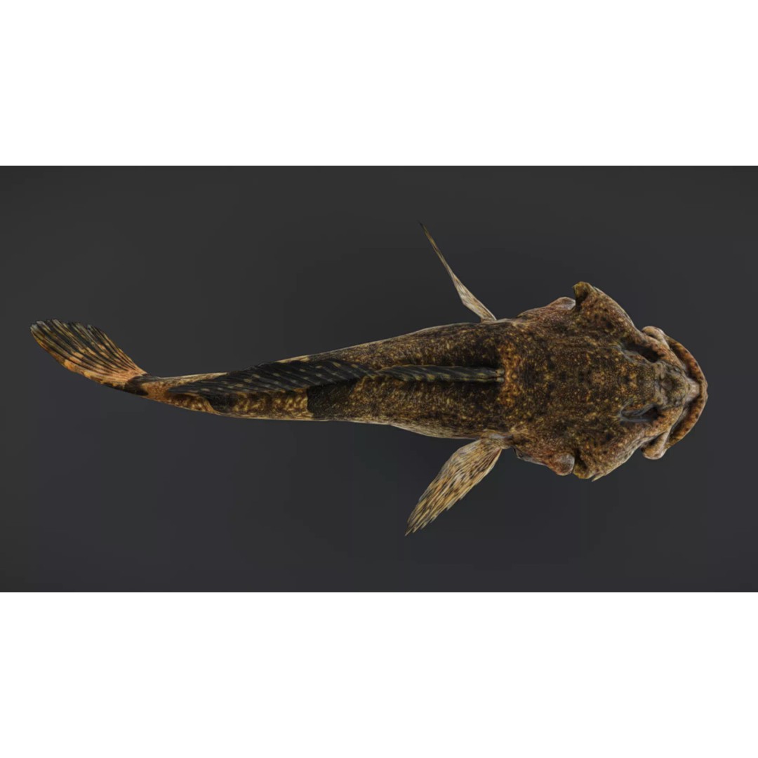 Realistic Freshwater Sculpin 3D Model – Low Poly Animated Fish, FBX - View 6
