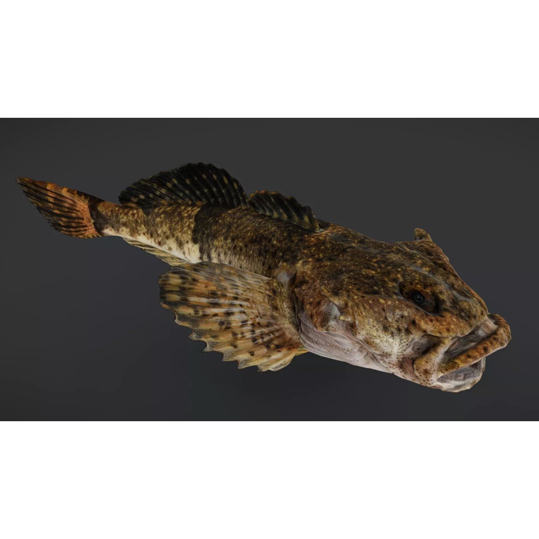Realistic Freshwater Sculpin 3D Model – Low Poly Animated Fish, FBX - View 7