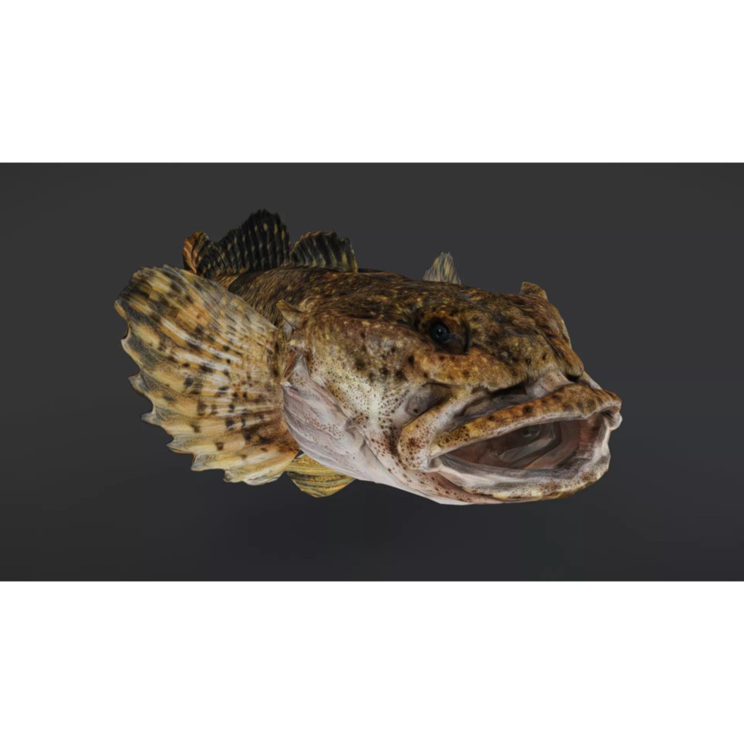 Realistic Freshwater Sculpin 3D Model – Low Poly Animated Fish, FBX - View 9