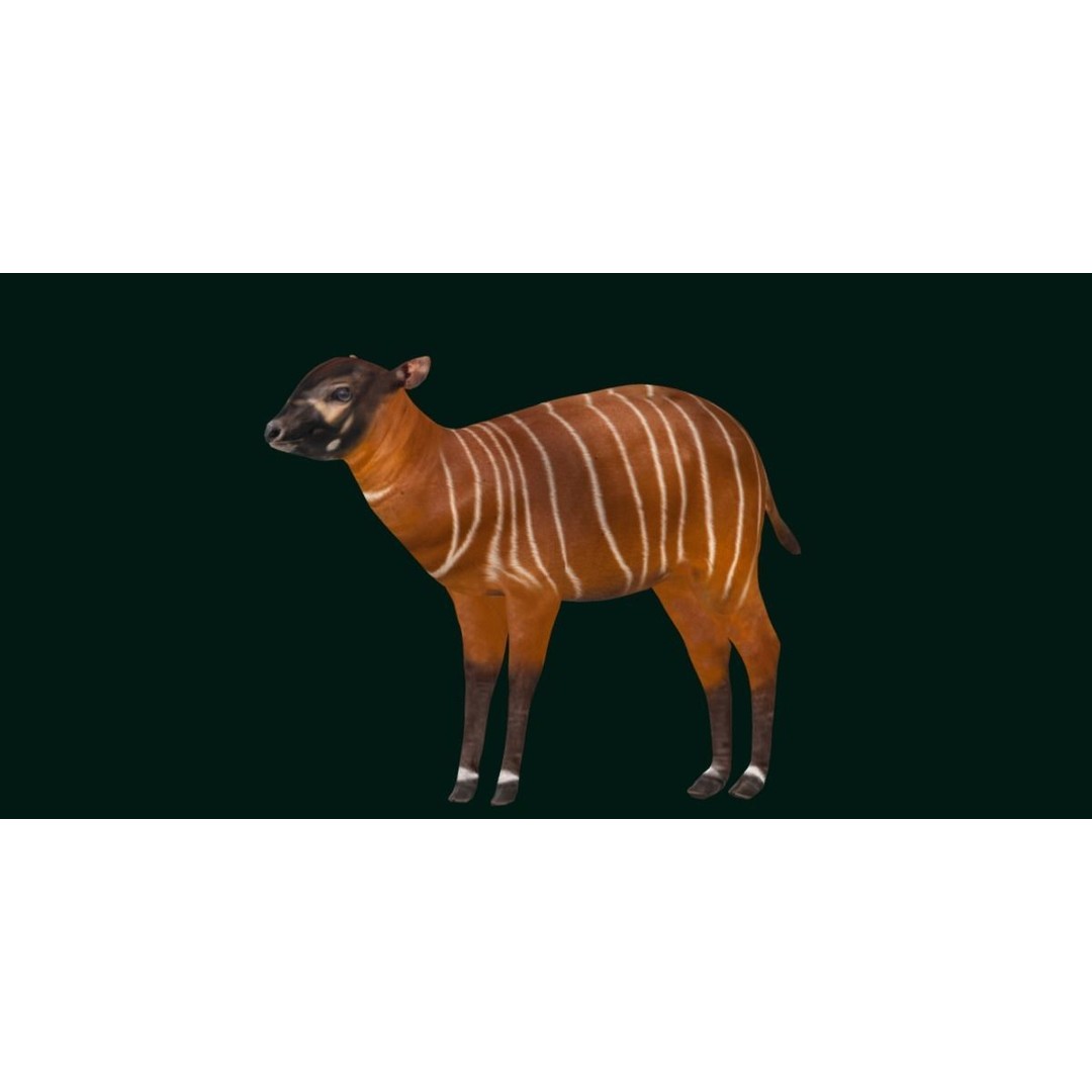 Bongo Antelope Calf 3D Model – Low Poly Game Ready Asset, FBX - View 15