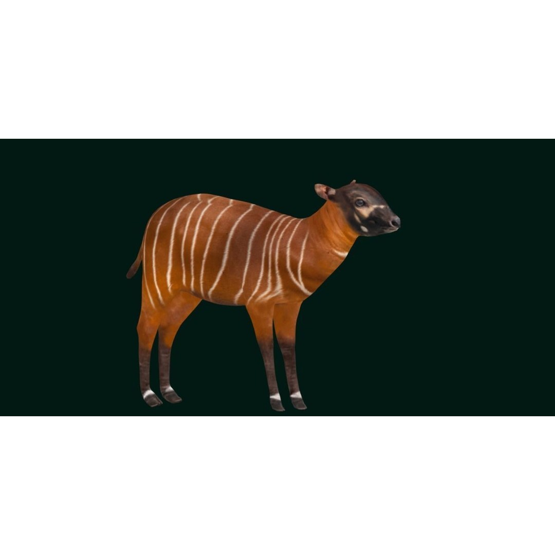 Bongo Antelope Calf 3D Model – Low Poly Game Ready Asset, FBX - View 16