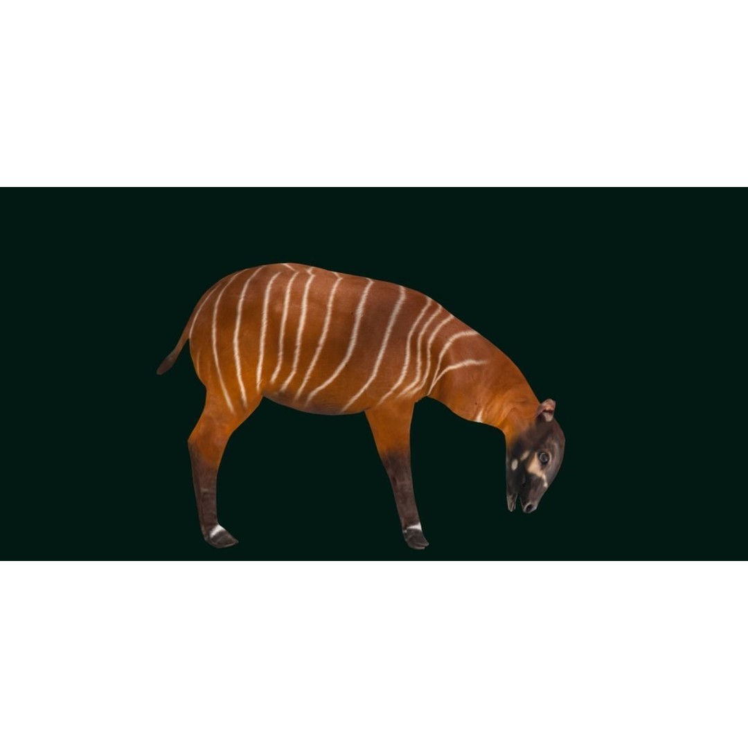 Bongo Antelope Calf 3D Model – Low Poly Game Ready Asset, FBX - View 17