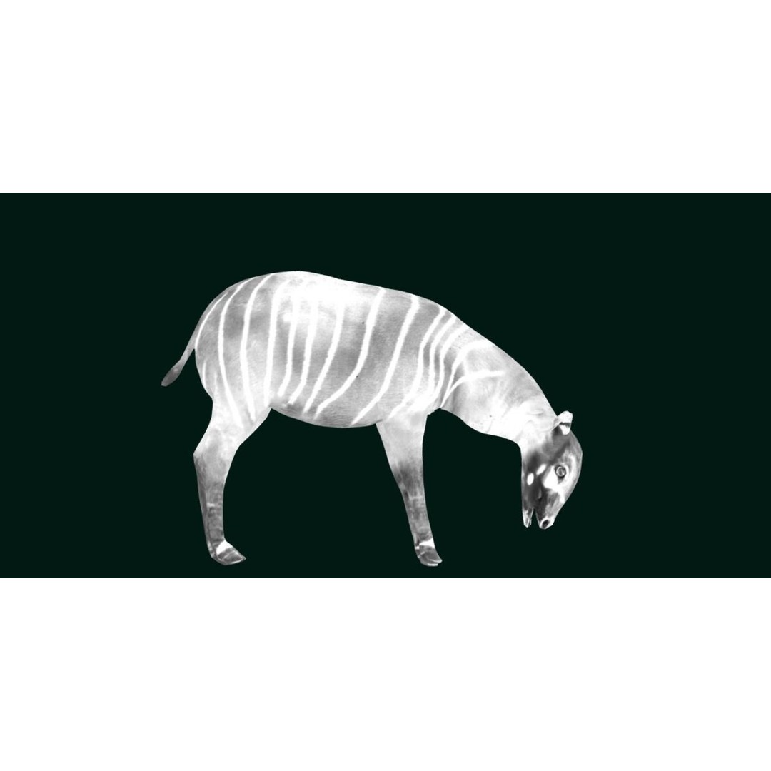 Bongo Antelope Calf 3D Model – Low Poly Game Ready Asset, FBX - View 19