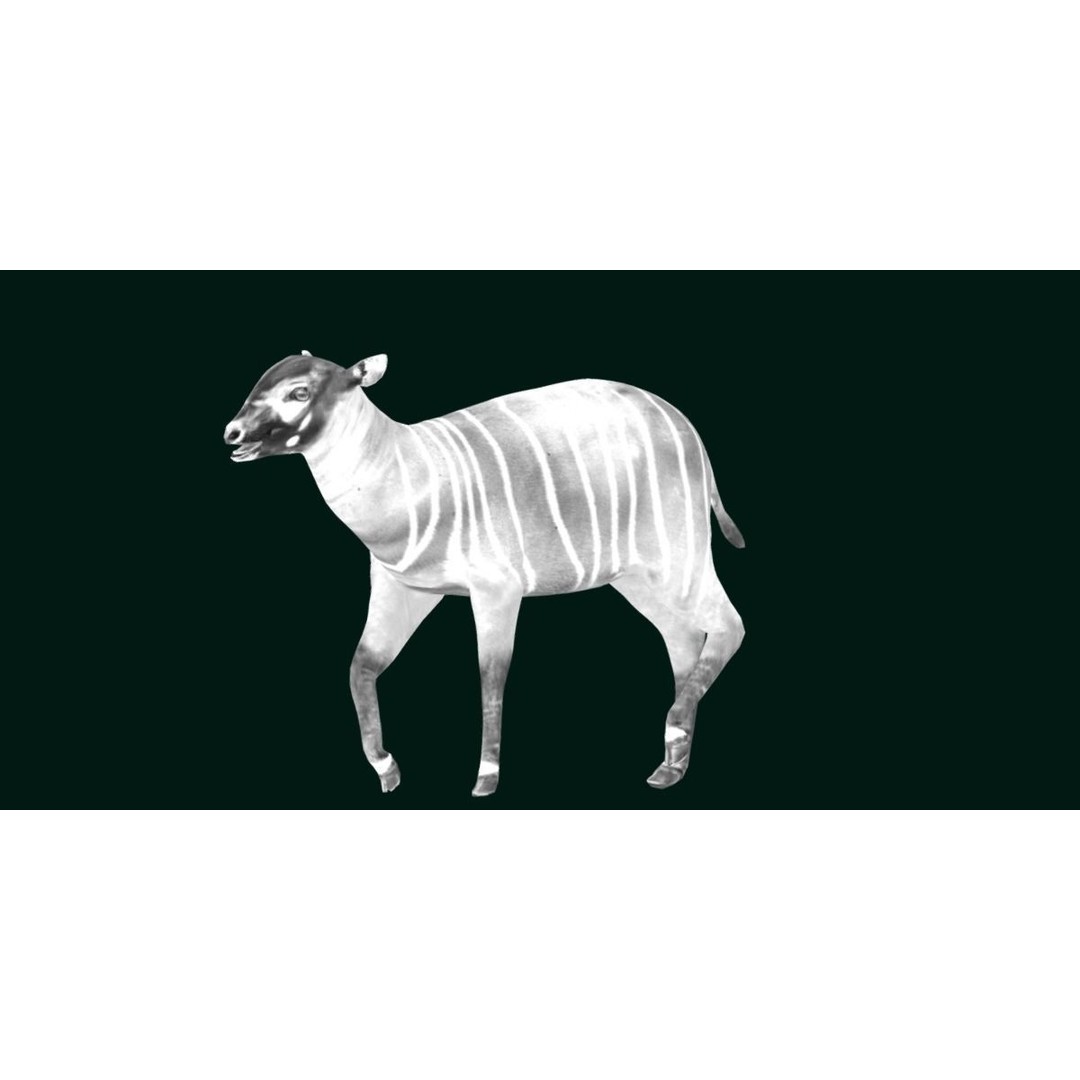 Bongo Antelope Calf 3D Model – Low Poly Game Ready Asset, FBX - View 20