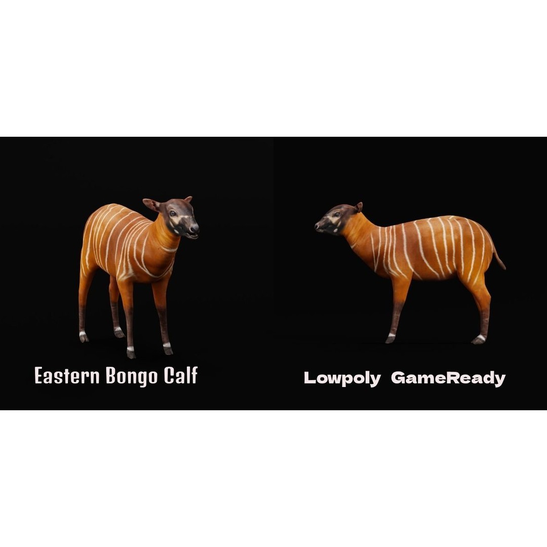 Bongo Antelope Calf 3D Model – Low Poly Game Ready Asset, FBX - View 3
