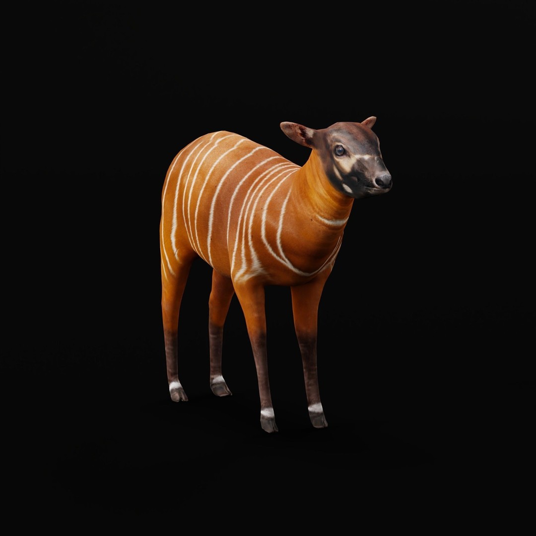 Bongo Antelope Calf 3D Model – Low Poly Game Ready Asset, FBX - View 4