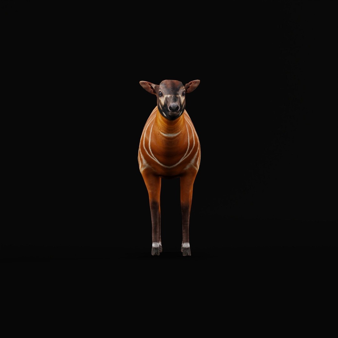 Bongo Antelope Calf 3D Model – Low Poly Game Ready Asset, FBX - View 5