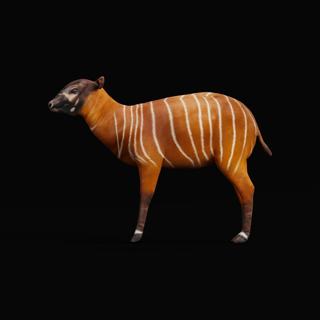 Bongo Antelope Calf 3D Model – Low Poly Game Ready Asset, FBX - View 6