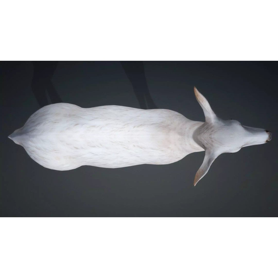 Deer 3D Model – Rigged Creature with PBR Textures, FBX, Blender - View 13