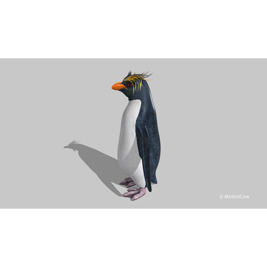 Rockhopper Penguin 3D Model – Rigged Game Asset, FBX, OBJ - View 10