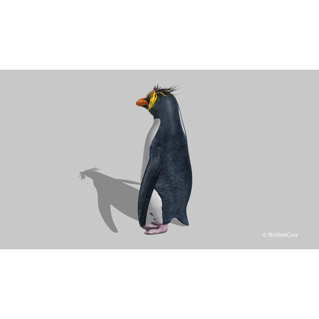 Rockhopper Penguin 3D Model – Rigged Game Asset, FBX, OBJ - View 11