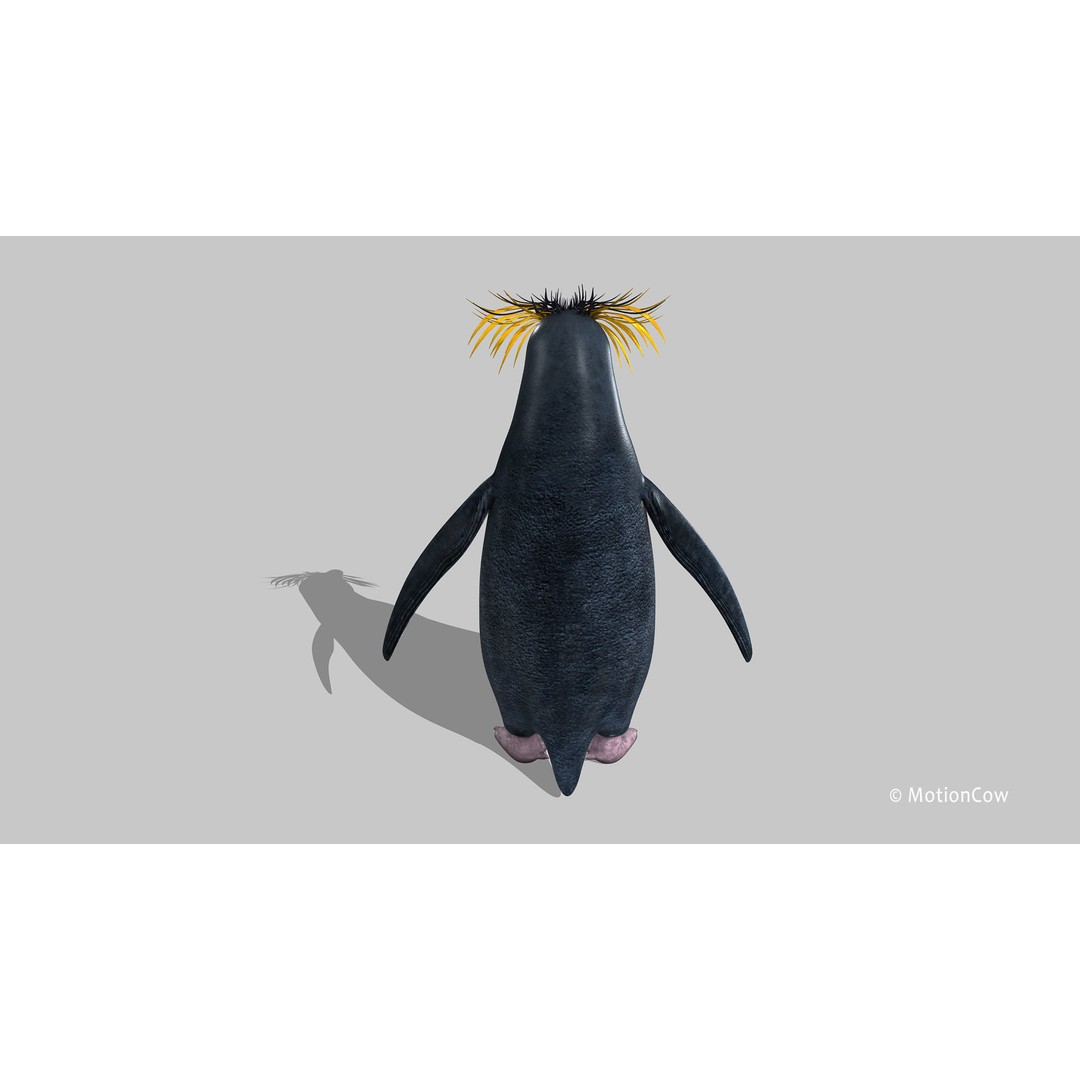 Rockhopper Penguin 3D Model – Rigged Game Asset, FBX, OBJ - View 12