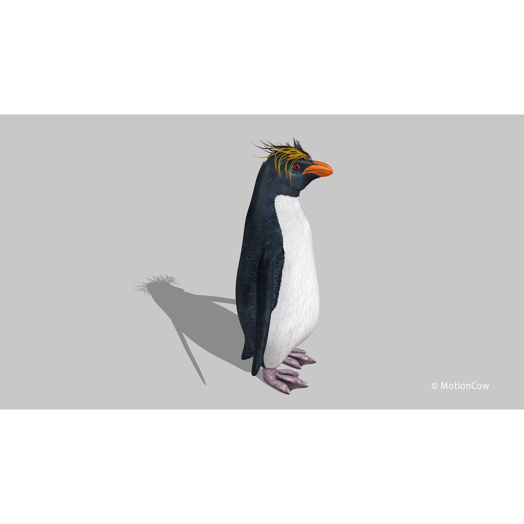 Rockhopper Penguin 3D Model – Rigged Game Asset, FBX, OBJ - View 13