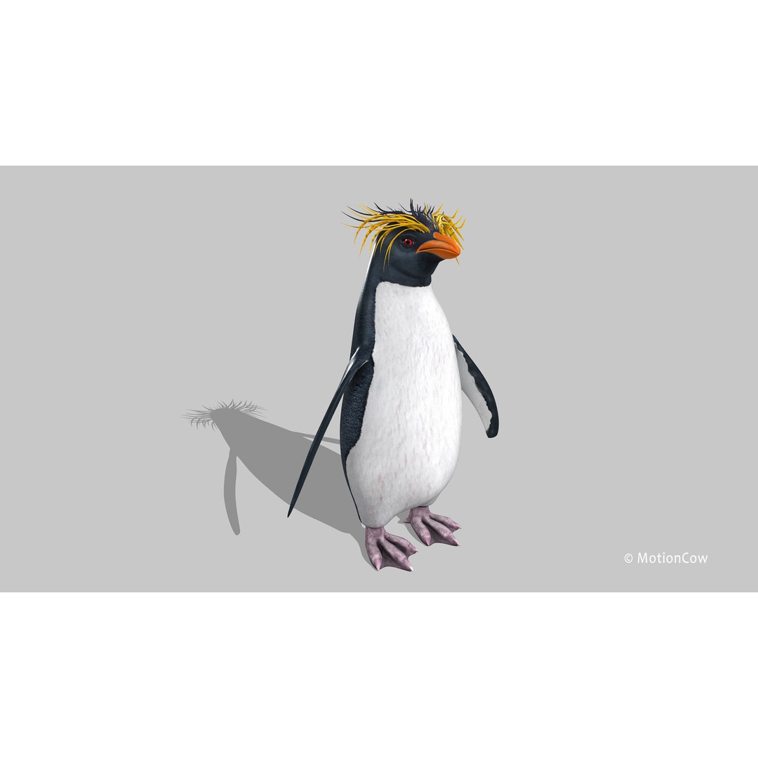 Rockhopper Penguin 3D Model – Rigged Game Asset, FBX, OBJ - View 14