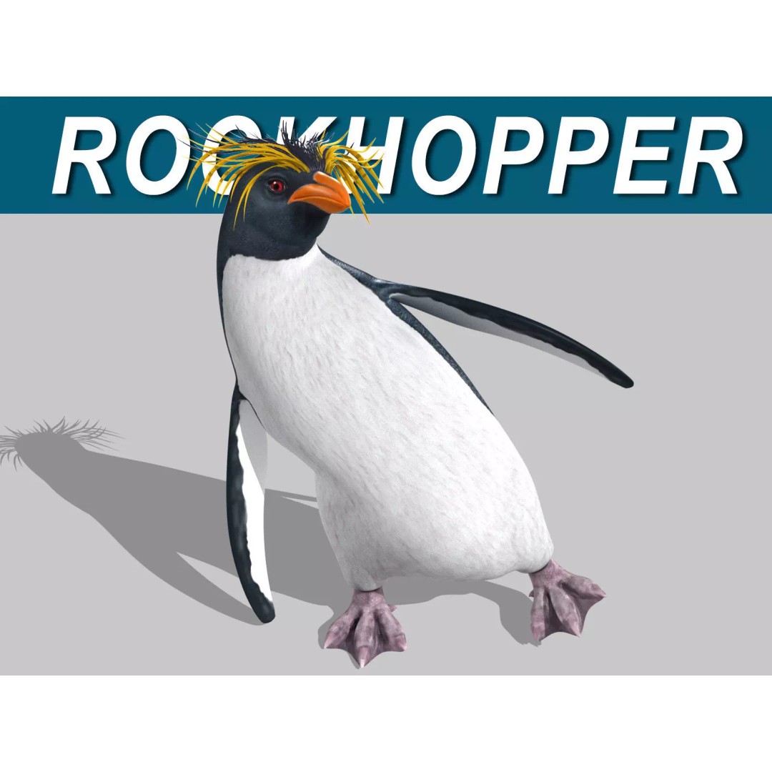 Rockhopper Penguin 3D Model – Rigged Game Asset, FBX, OBJ - View 2