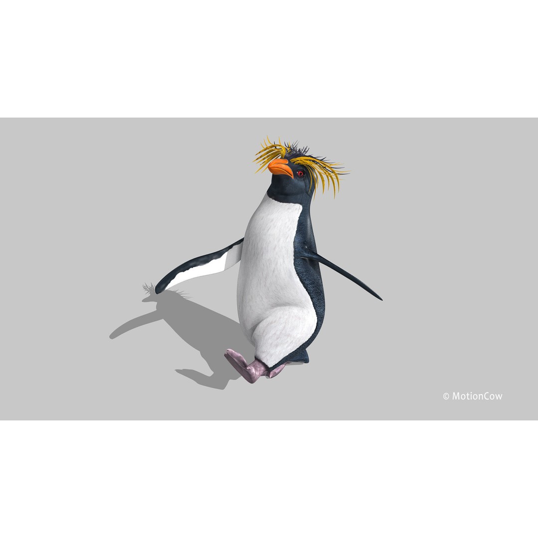 Rockhopper Penguin 3D Model – Rigged Game Asset, FBX, OBJ - View 3