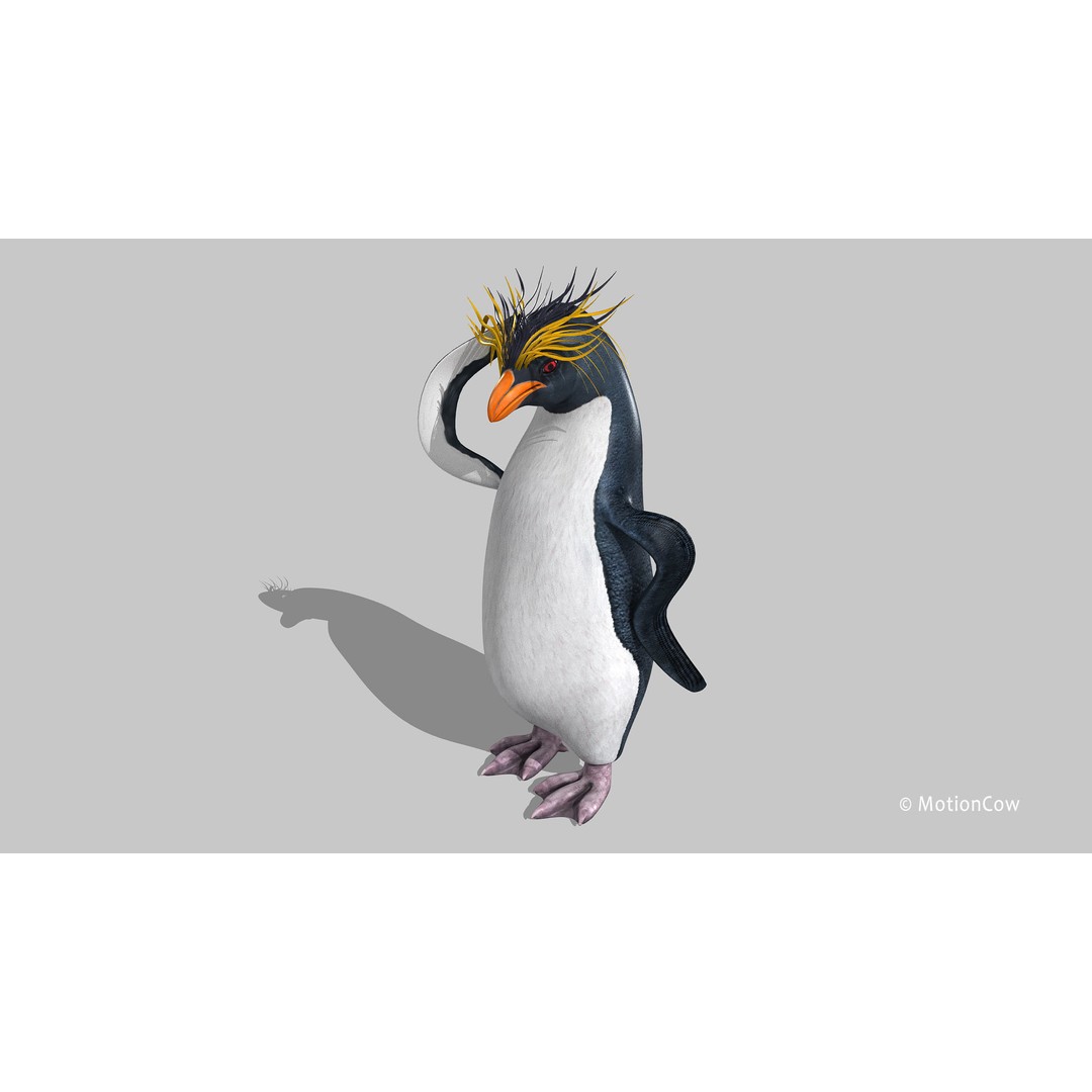 Rockhopper Penguin 3D Model – Rigged Game Asset, FBX, OBJ - View 4