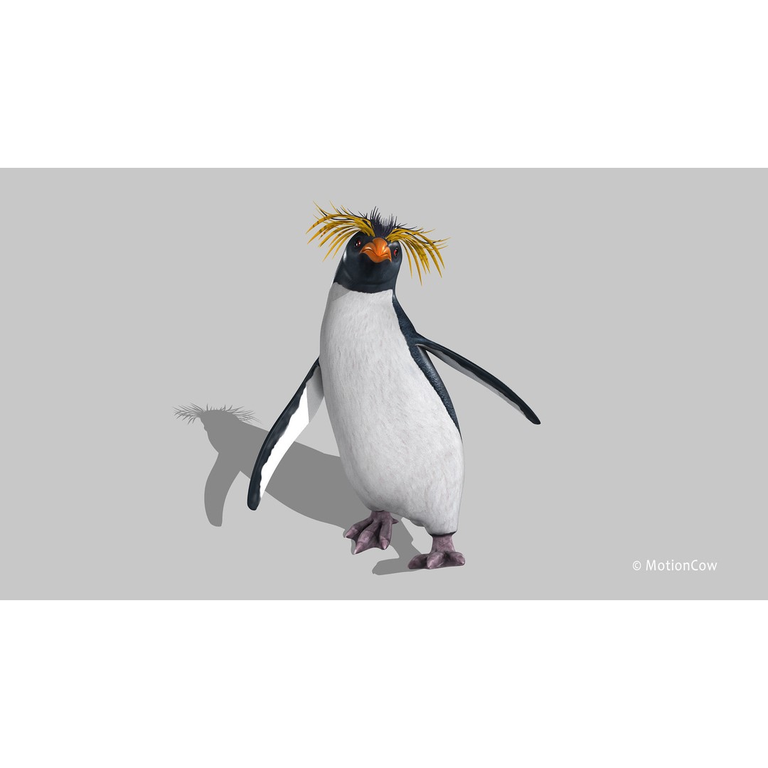 Rockhopper Penguin 3D Model – Rigged Game Asset, FBX, OBJ - View 6