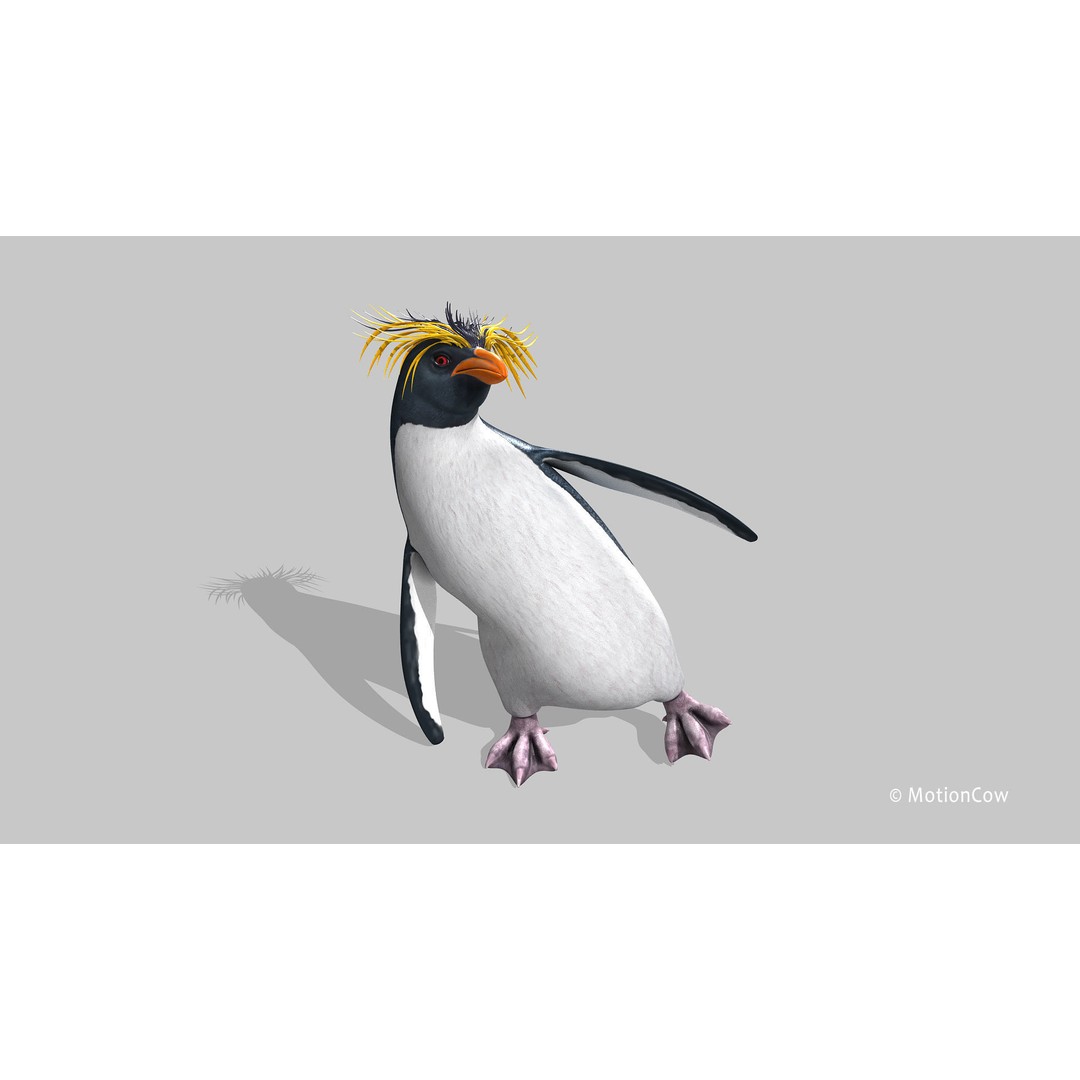 Rockhopper Penguin 3D Model – Rigged Game Asset, FBX, OBJ - View 7