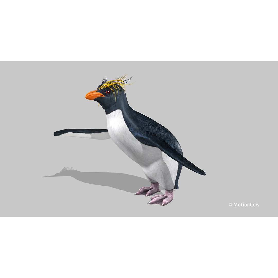 Rockhopper Penguin 3D Model – Rigged Game Asset, FBX, OBJ - View 8