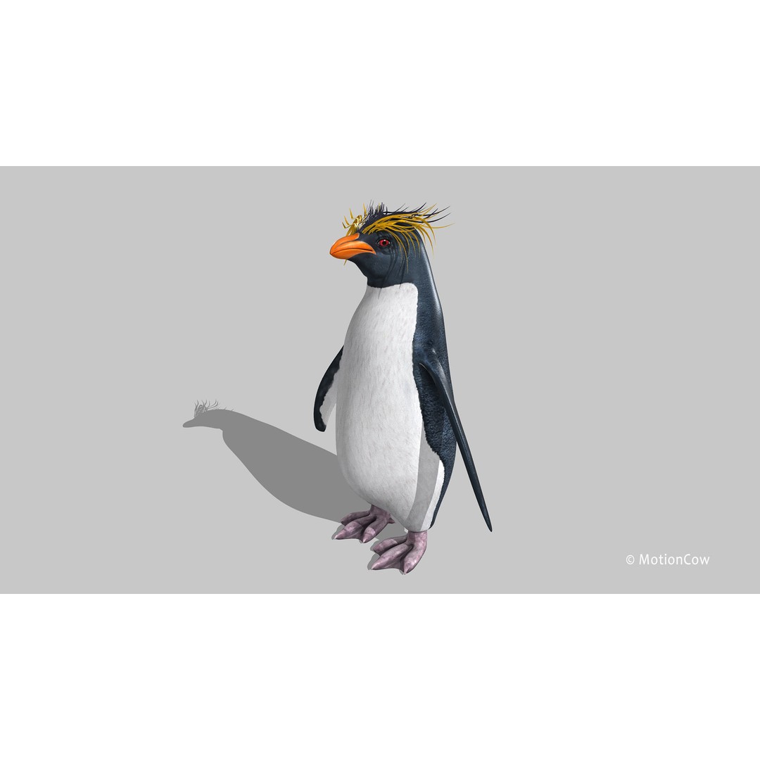 Rockhopper Penguin 3D Model – Rigged Game Asset, FBX, OBJ - View 9