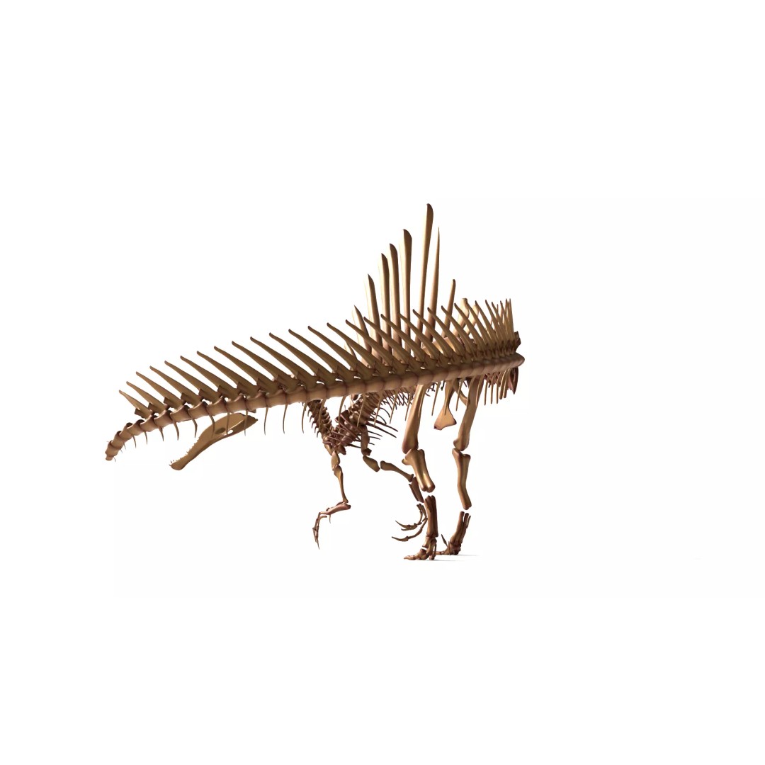 Spinosaurus Skeleton 3D Model – Fully Rigged Prehistoric Asset, Blender - View 11