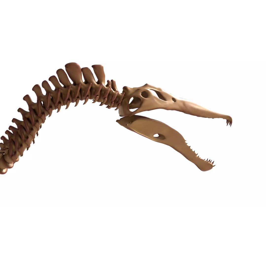Spinosaurus Skeleton 3D Model – Fully Rigged Prehistoric Asset, Blender - View 12