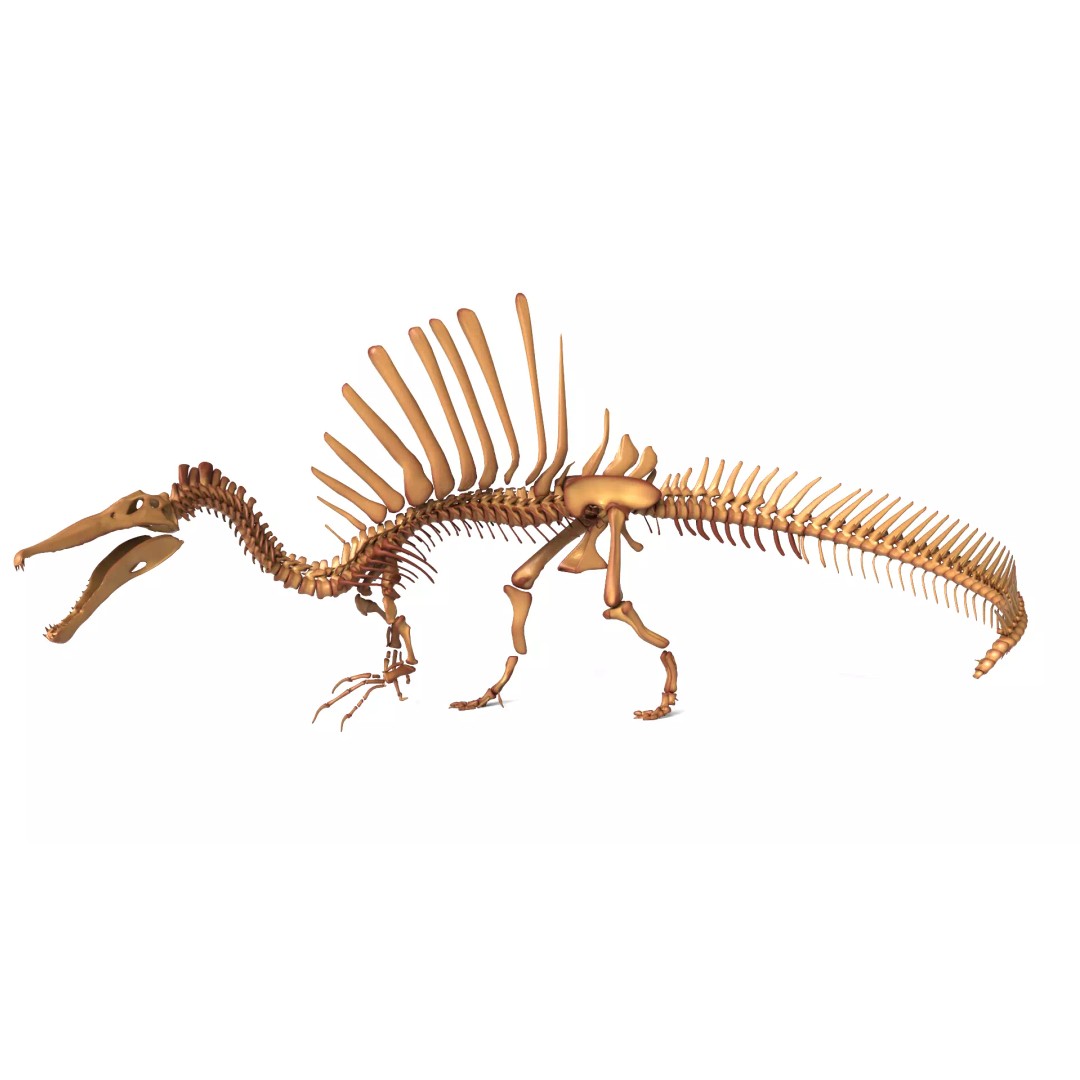 Spinosaurus Skeleton 3D Model – Fully Rigged Prehistoric Asset, Blender - View 2