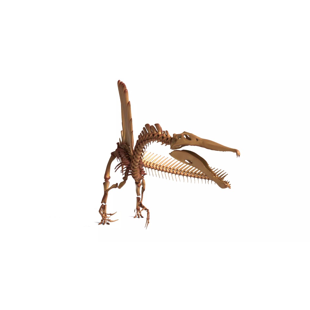 Spinosaurus Skeleton 3D Model – Fully Rigged Prehistoric Asset, Blender - View 3