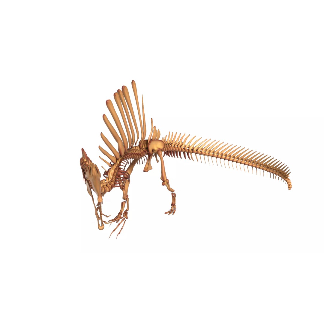 Spinosaurus Skeleton 3D Model – Fully Rigged Prehistoric Asset, Blender - View 4