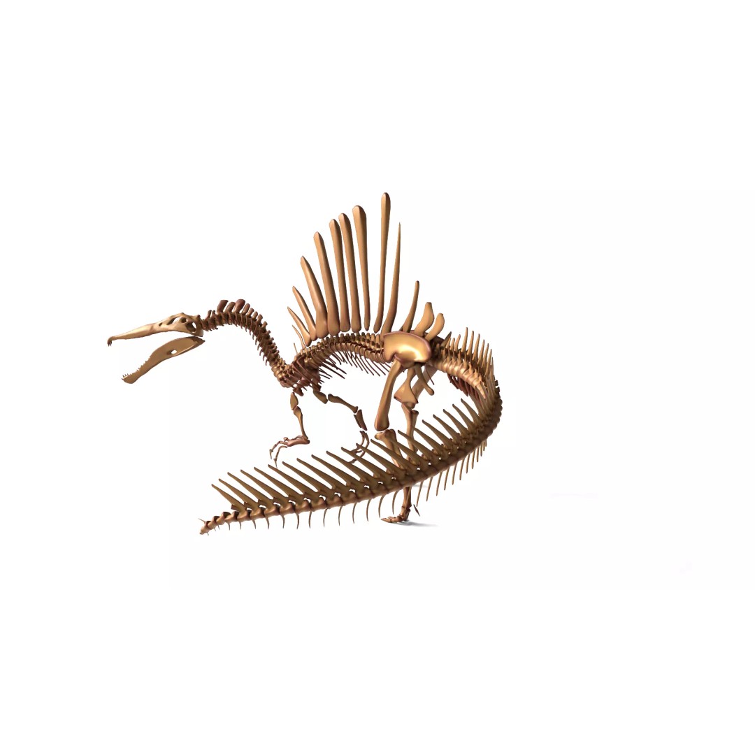 Spinosaurus Skeleton 3D Model – Fully Rigged Prehistoric Asset, Blender - View 5