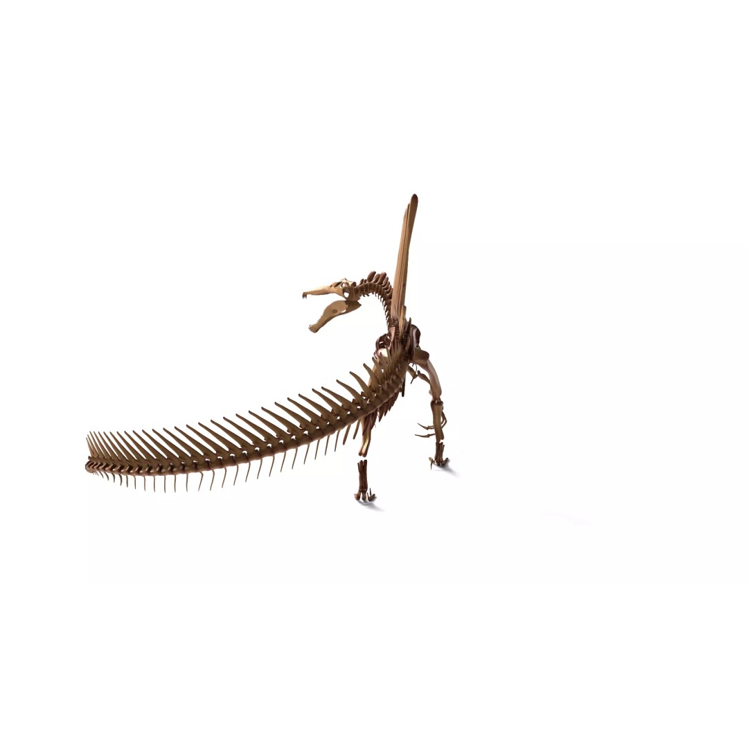 Spinosaurus Skeleton 3D Model – Fully Rigged Prehistoric Asset, Blender - View 6
