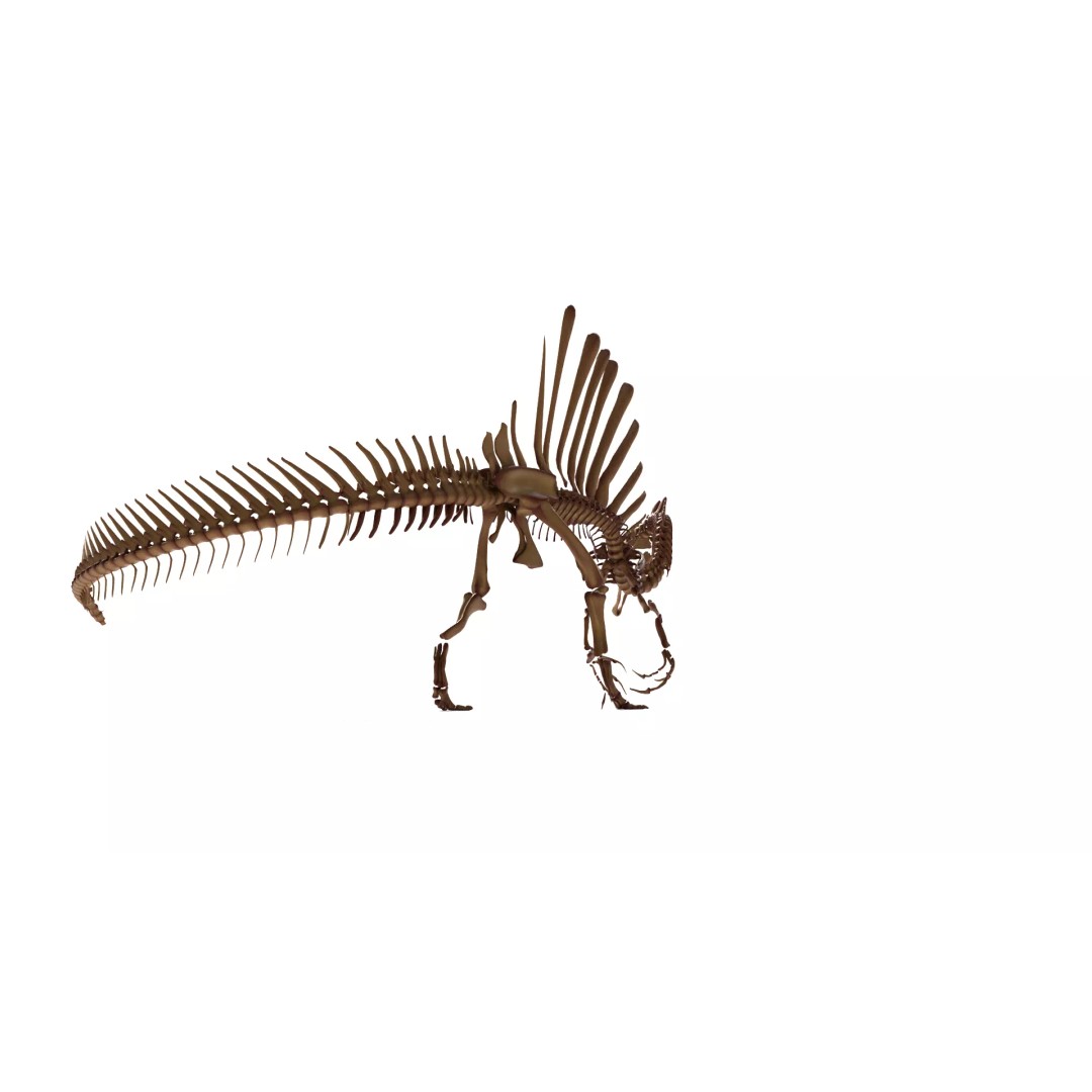 Spinosaurus Skeleton 3D Model – Fully Rigged Prehistoric Asset, Blender - View 7