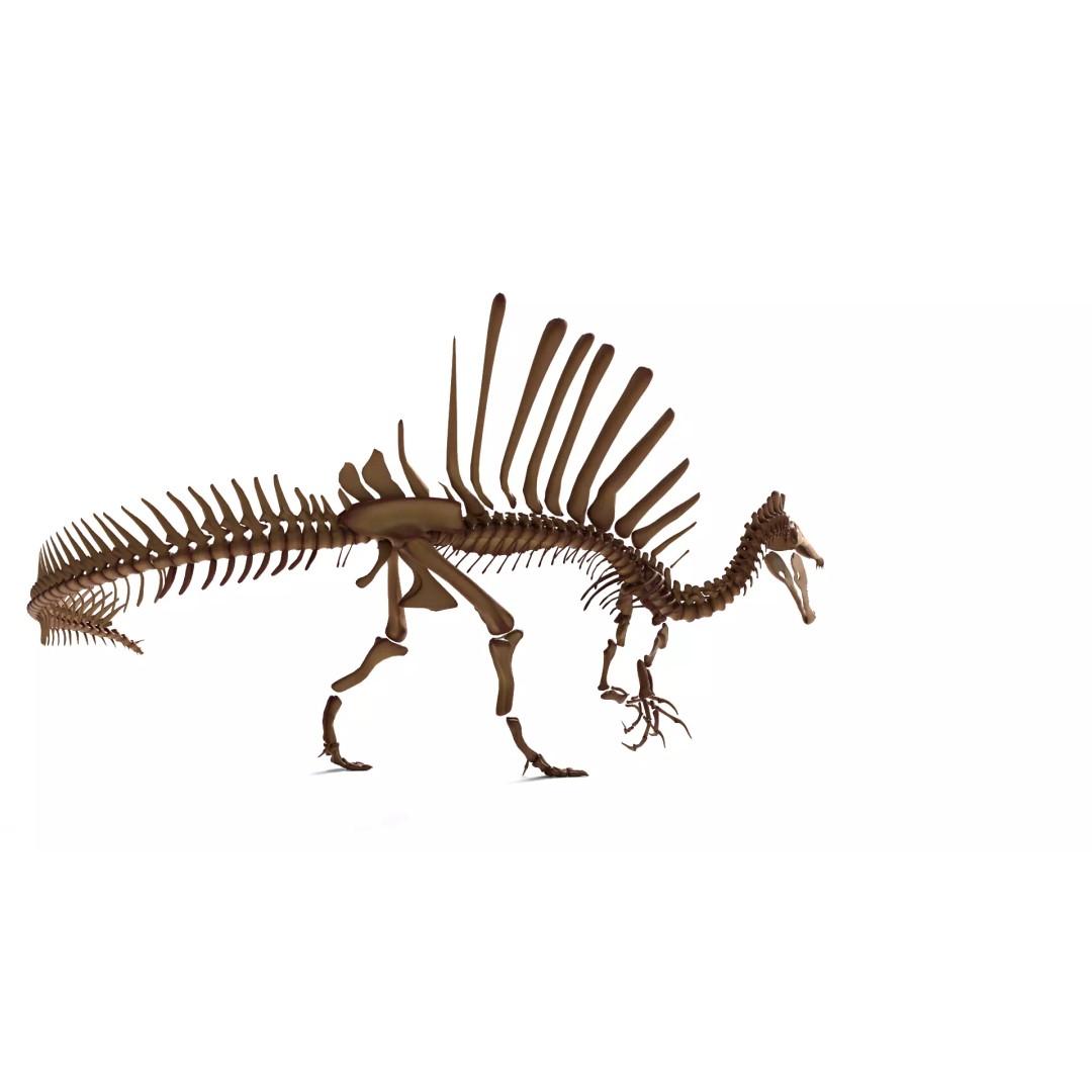 Spinosaurus Skeleton 3D Model – Fully Rigged Prehistoric Asset, Blender - View 8