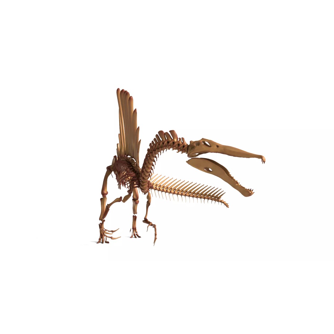 Spinosaurus Skeleton 3D Model – Fully Rigged Prehistoric Asset, Blender - View 9