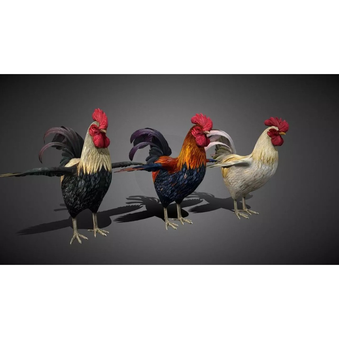 Realistic Rooster 3D Model – Low Poly Game Ready Asset, FBX, Blender - View 2