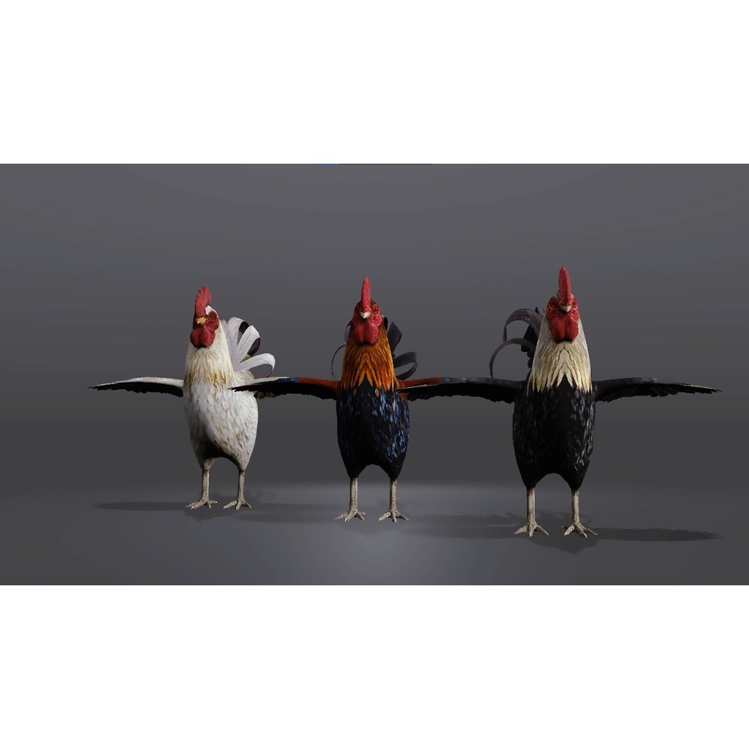 Realistic Rooster 3D Model – Low Poly Game Ready Asset, FBX, Blender - View 3