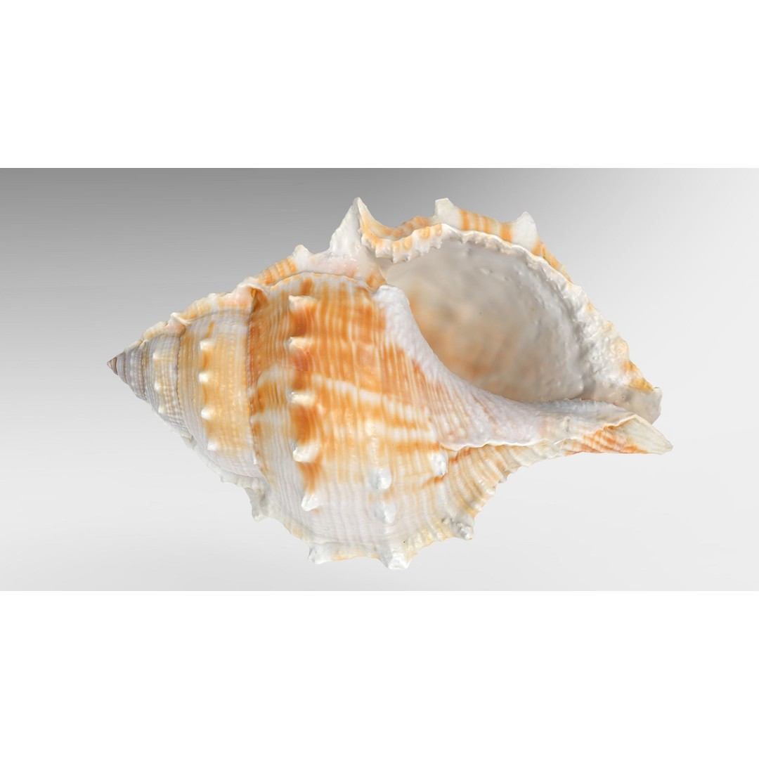 Bufonaria Rana 3D Model – Low Poly Game Ready Shell, FBX & OBJ - View 2