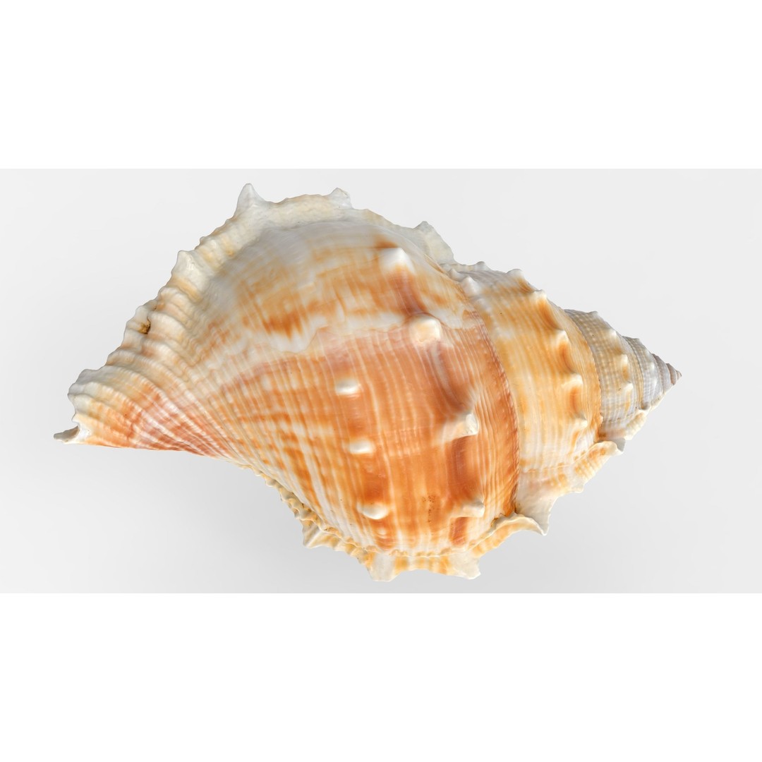 Bufonaria Rana 3D Model – Low Poly Game Ready Shell, FBX & OBJ - View 3