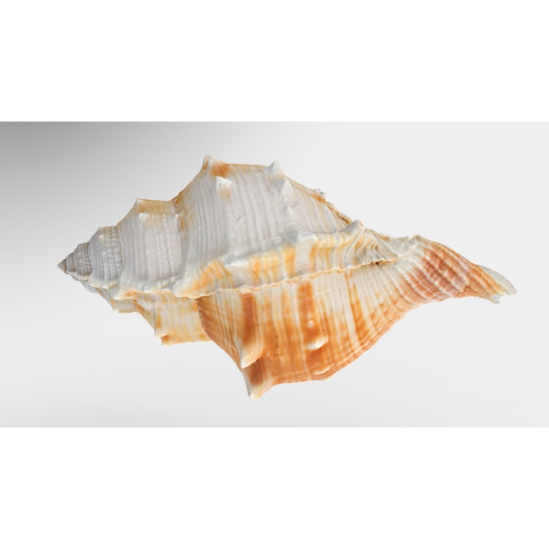 Bufonaria Rana 3D Model – Low Poly Game Ready Shell, FBX & OBJ - View 4