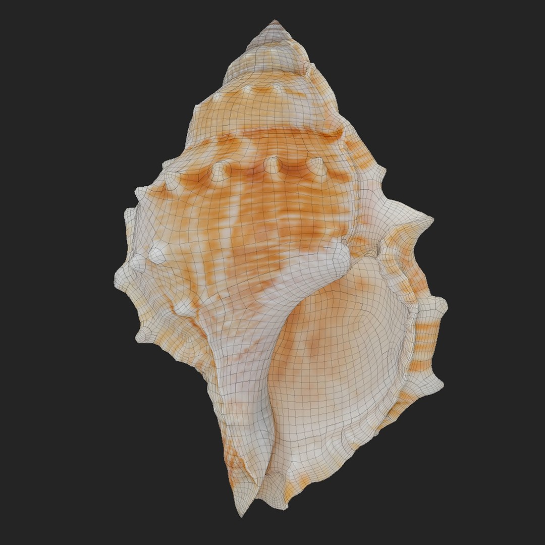 Bufonaria Rana 3D Model – Low Poly Game Ready Shell, FBX & OBJ - View 7