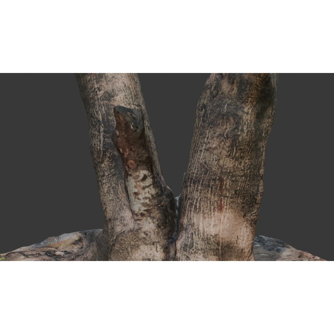 V-Shaped Tree Trunk 3D Model – Low Poly Game Asset, FBX, PBR - View 5
