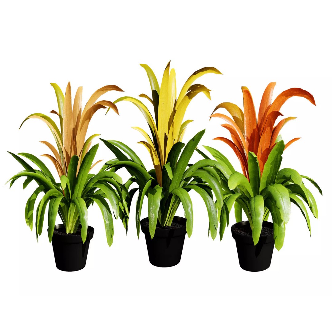 Bromeliad 3D Model – Low Poly Plant with PBR Textures, FBX, Blender - View 2