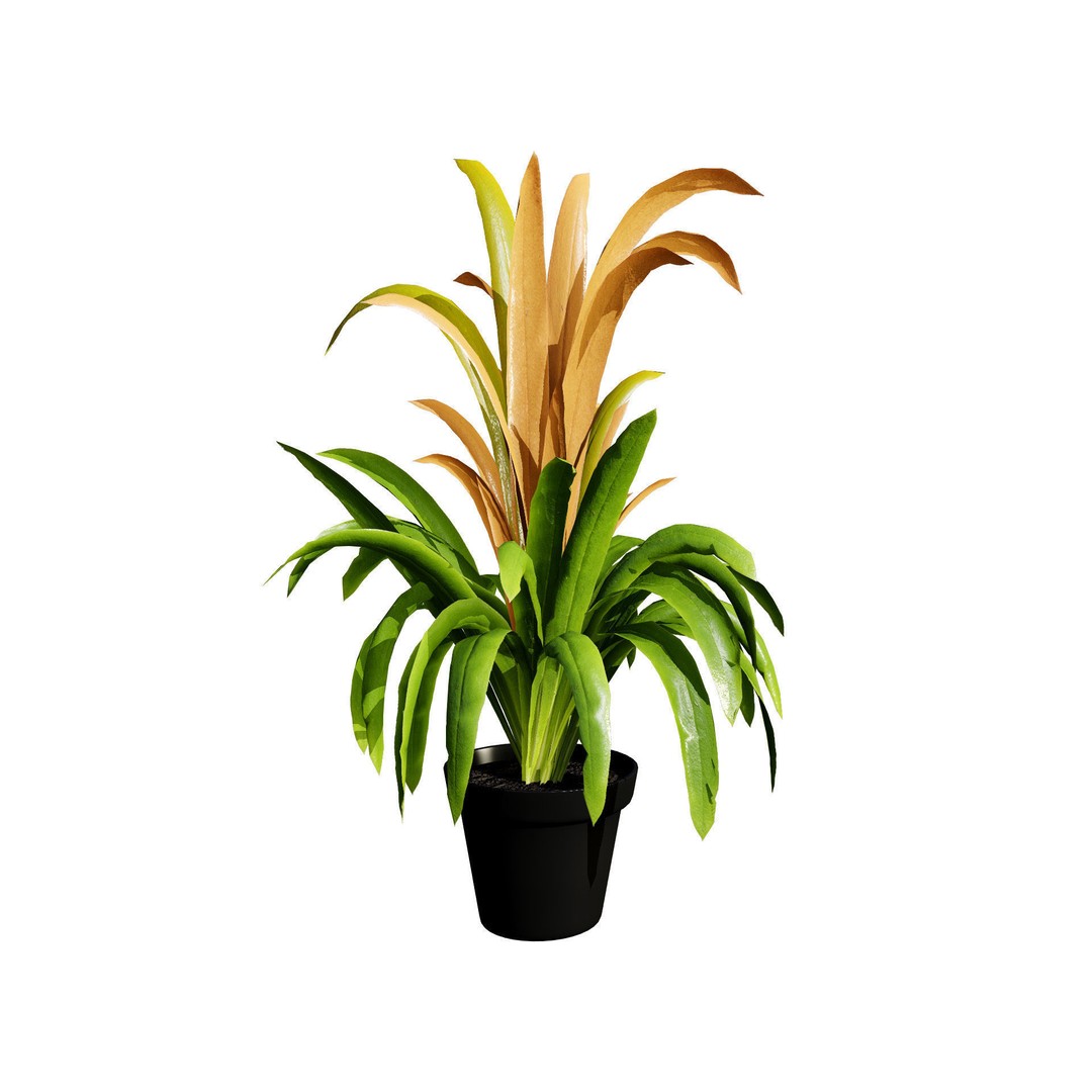 Bromeliad 3D Model – Low Poly Plant with PBR Textures, FBX, Blender - View 3