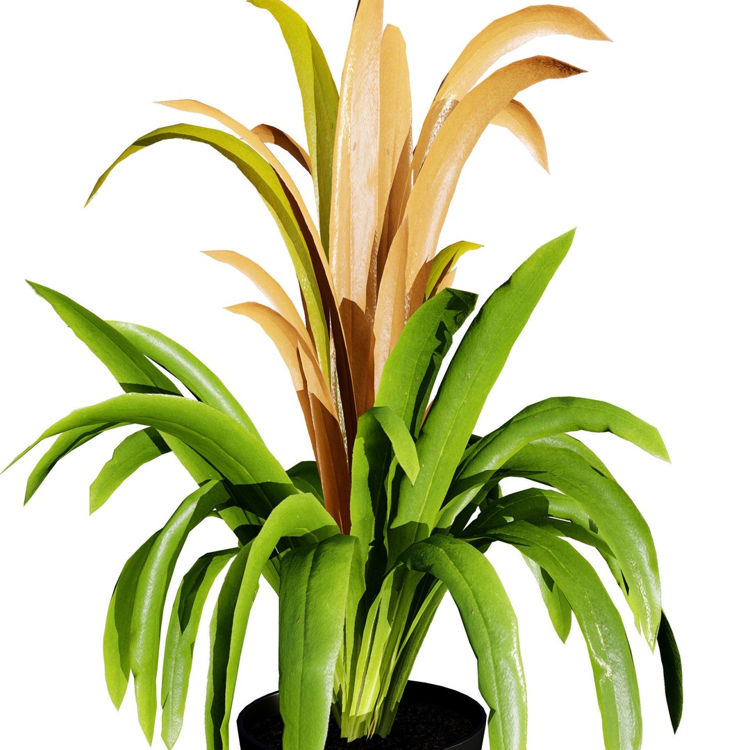 Bromeliad 3D Model – Low Poly Plant with PBR Textures, FBX, Blender - View 4