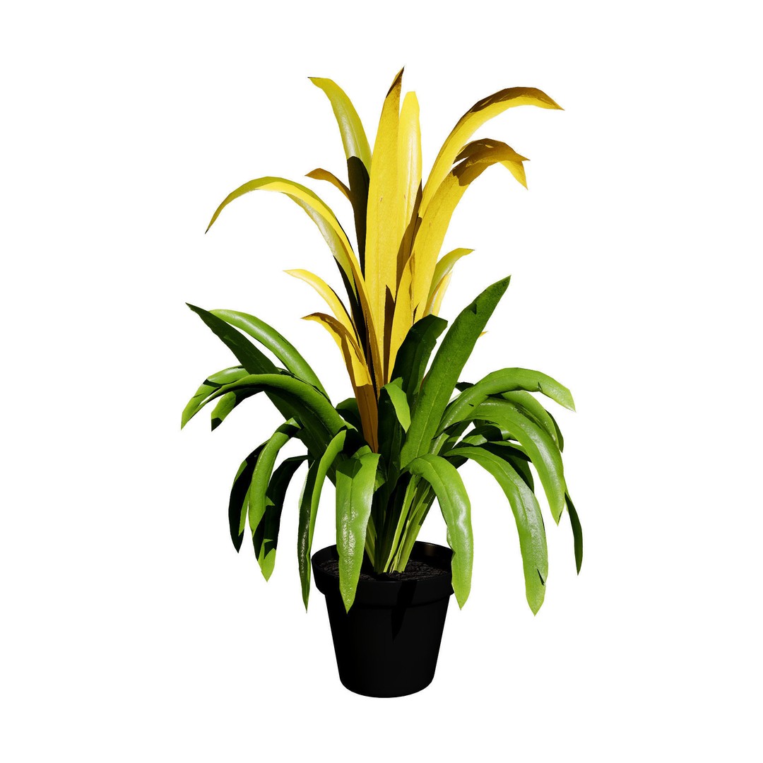 Bromeliad 3D Model – Low Poly Plant with PBR Textures, FBX, Blender - View 5