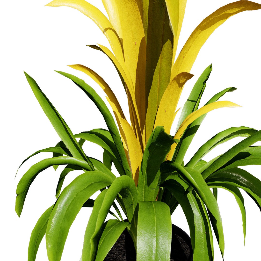Bromeliad 3D Model – Low Poly Plant with PBR Textures, FBX, Blender - View 6
