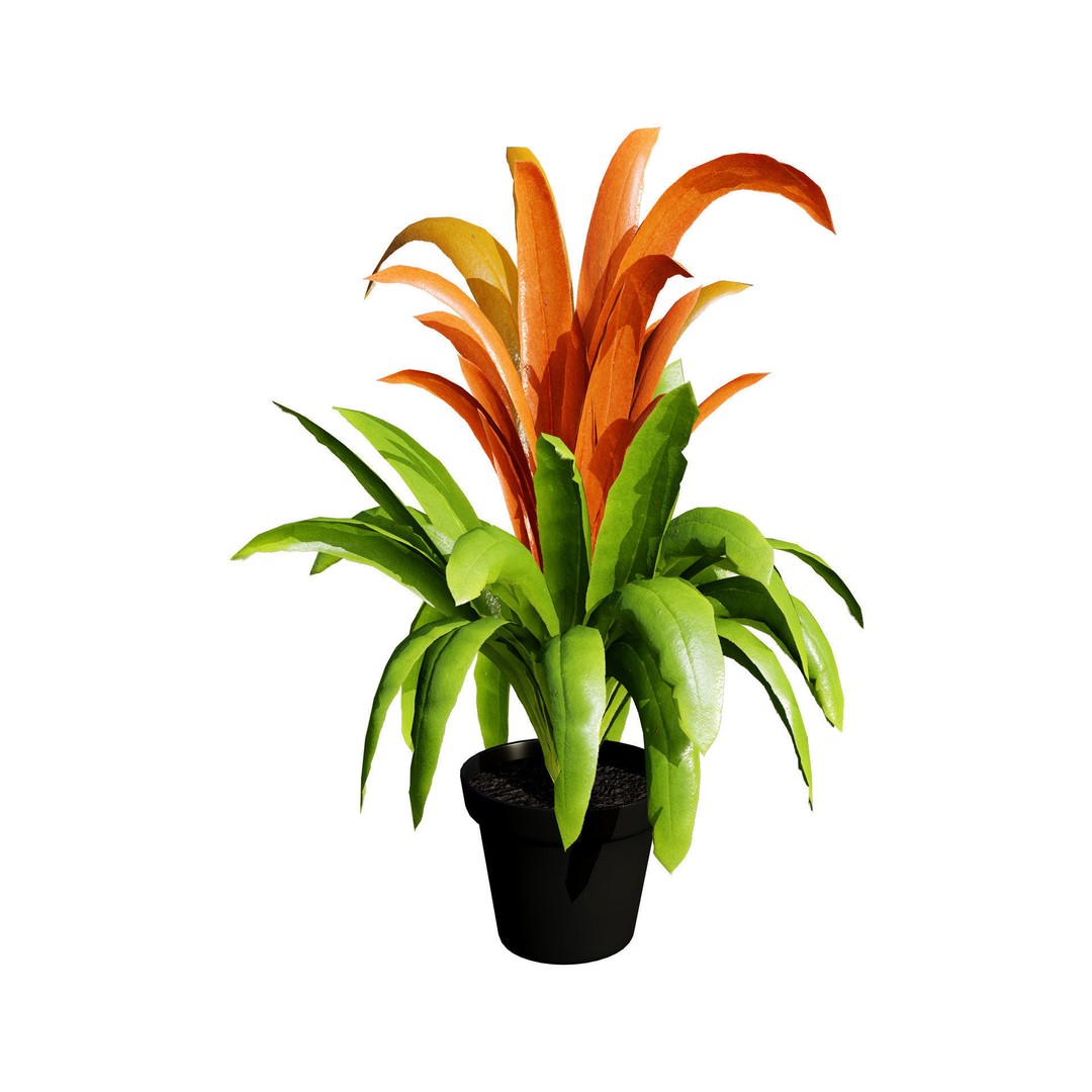 Bromeliad 3D Model – Low Poly Plant with PBR Textures, FBX, Blender - View 7