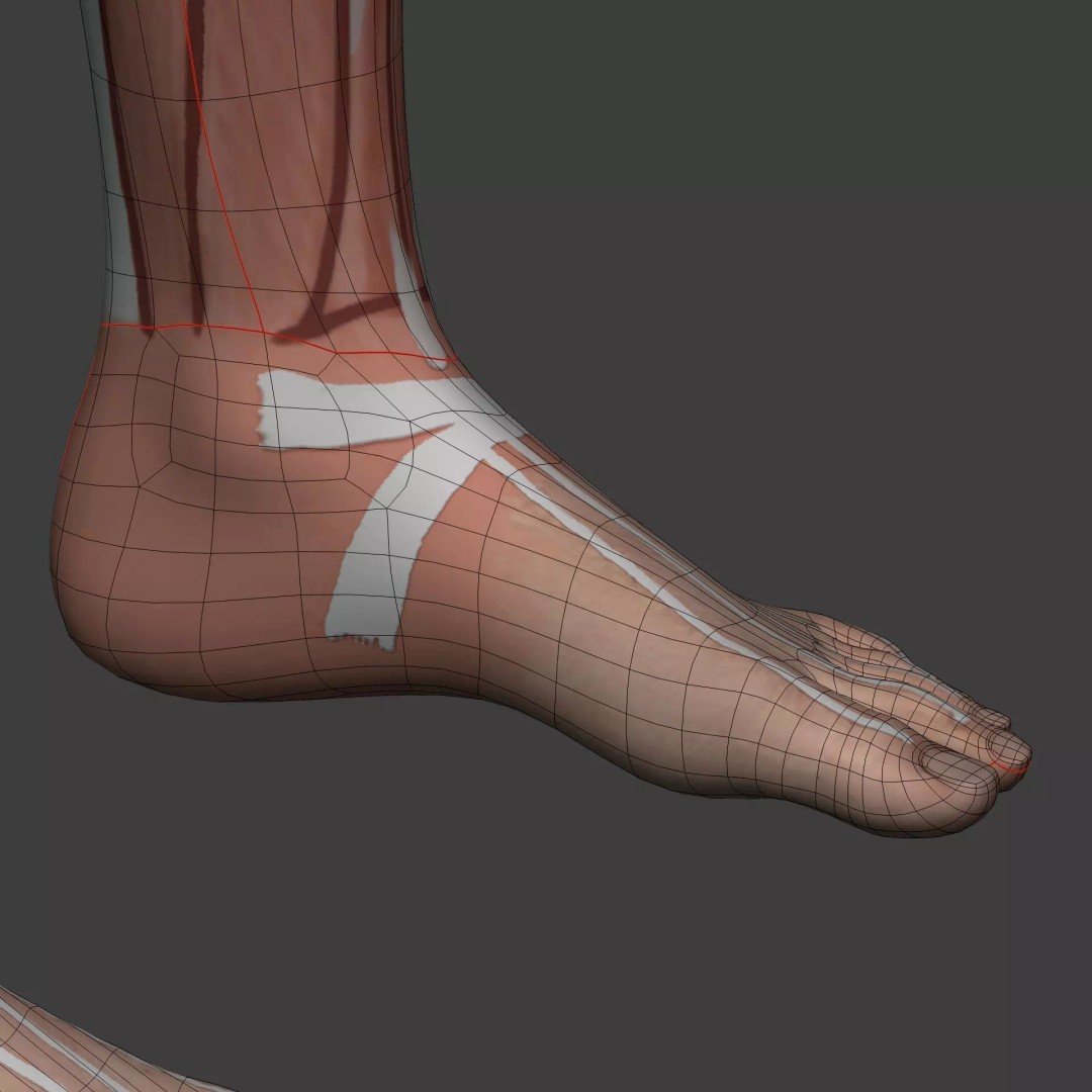 Muscle Anatomy Man 3D Model – Rigged Low-Poly Character with Textures